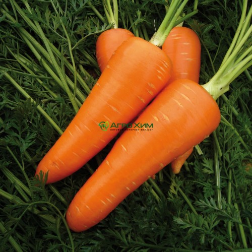 Морковь Мирафлорес F1 (2,0 - 2,25) 500000 шт (Clause)